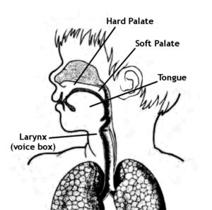 Cleft Lip & Palate Association